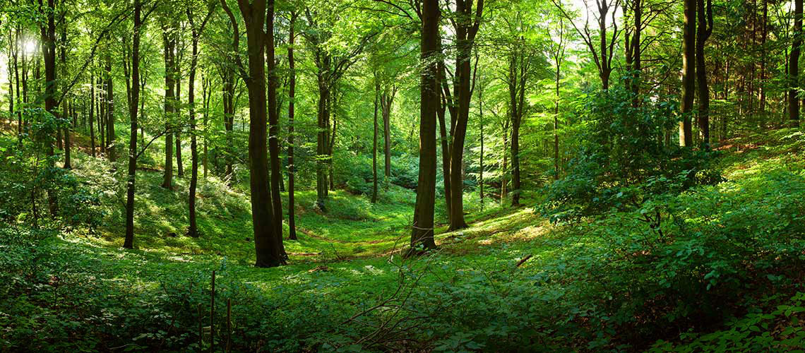 forest-trees-green