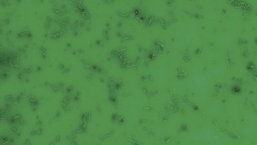 Green-Bacteria-Many
