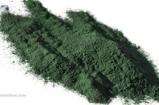 Spirulina-Green-Powder